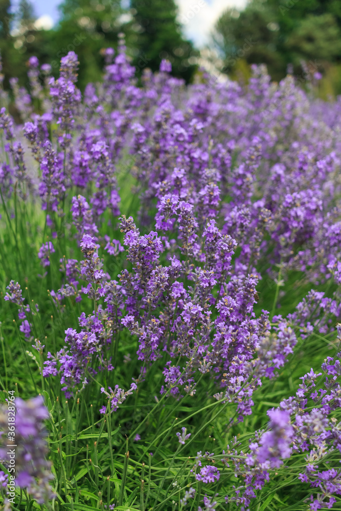 Fototapeta premium Bushes of blooming lavender.