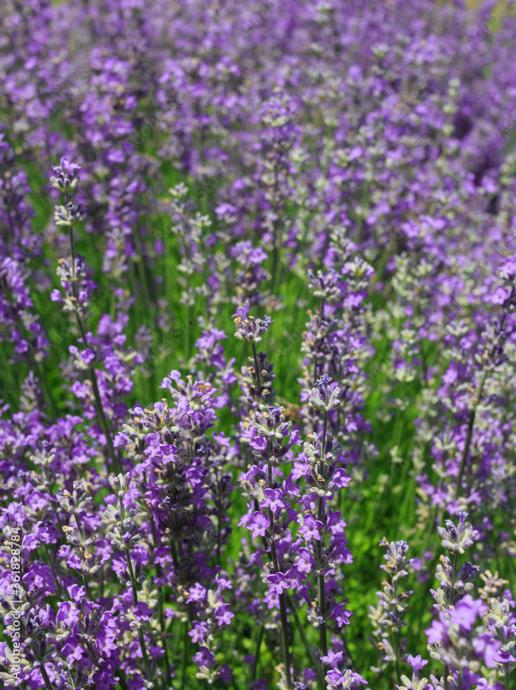 Bushes of blooming lavender.
