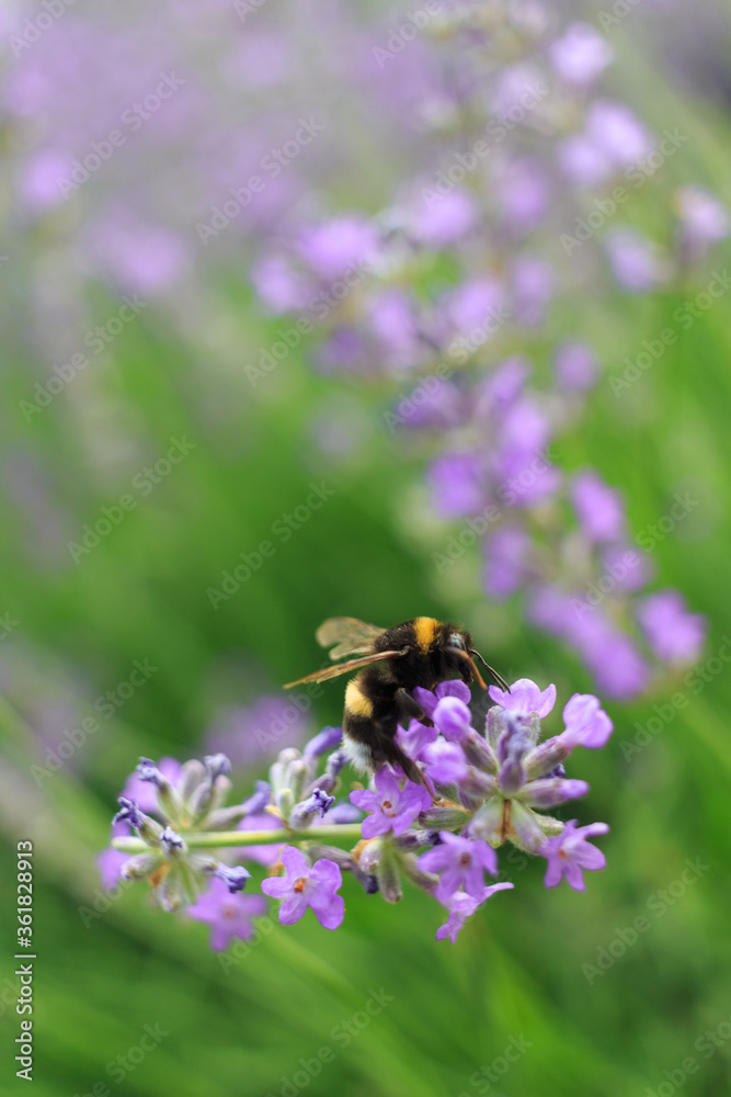 Bumblebee on a lavender flower. A close-up of a bumblebee. A closeup. Blurred background. Shallow depth of field photo. Bumblebee on a lavender flower. A close-up of a bumblebee. A closeup. Blurred background. Shallow depth of field photo.