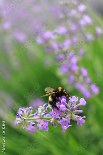 Bumblebee on a lavender flower. A close-up of a bumblebee. A closeup. Blurred background. Shallow depth of field photo. © Oleksii Skrekoten