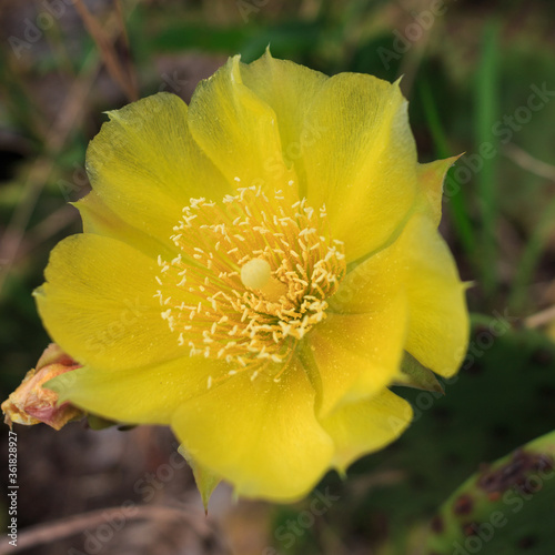 One big yellow cactus flower. Close-up photo. Blooming cactus.