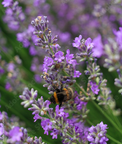 Bumblebee on a lavender flower. A close-up of a bumblebee. A closeup. Blurred background. Shallow depth of field photo. © Oleksii Skrekoten