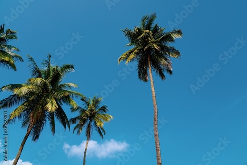 Low angle shot of coconut trees against a blue background © Wirestock 