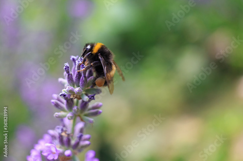 Bumblebee on a lavender flower. A close-up of a bumblebee. A closeup. Blurred background. Shallow depth of field photo. © Oleksii Skrekoten