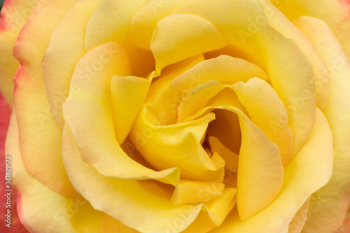 Macro photography of a yellow rose