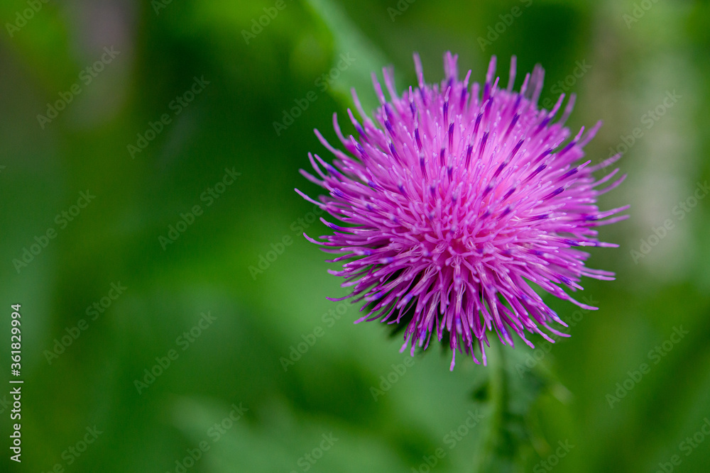 milk thistle flower. milk thistle. Flowering Milk thistle on white background thistle flower background milk thistle flower. milk thistle. Flowering Milk thistle on white background thistle flower background