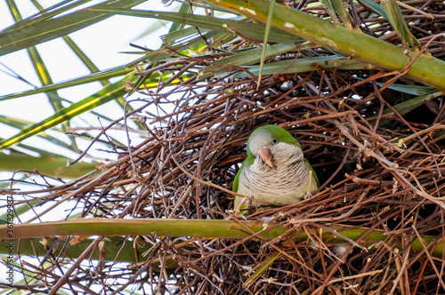 Argentine parrot (Myiopsitta monachus) poking its head into the nest