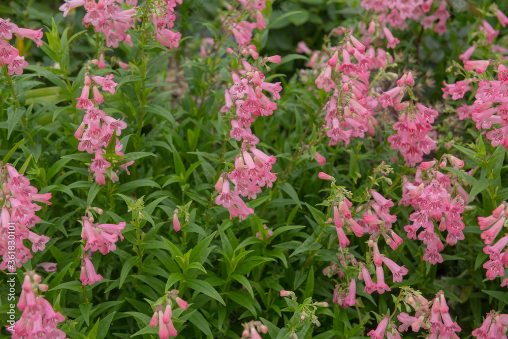 Summer Flowering Pink Flowers of a Penstemon Plant (Penstemon 'Hidecote Pink') Growing in a Herbaceous Border in a Country Cottage Garden in Rural Devon, England, UK