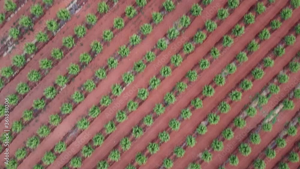 Vast Landscape Of Grape Plantation In Riverland, Winery Area In South Australia - Aerial Shot Vast Landscape Of Grape Plantation In Riverland, Winery Area In South Australia - Aerial Shot