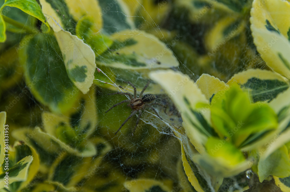 Fototapeta premium Spider on a leaf