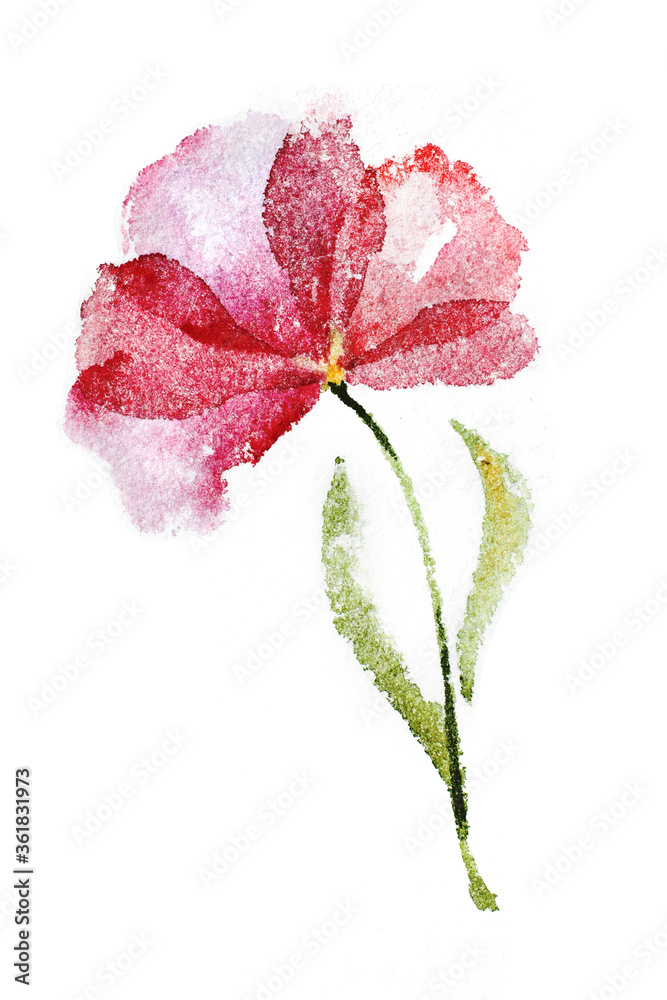 Watercolor pink flower rose on white background.