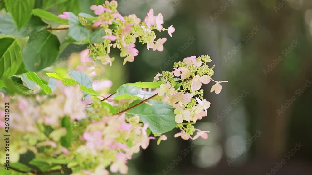 closeup wind shakes spring branches with pink flowers of viburnum in springtime