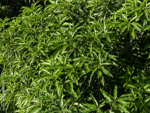 Large, tall and bulky mango tree (Mangifera indica), in the morning sun, with very green leaves, which produces sweet and juicy fruits, city of Rio de Janeiro, Brazil