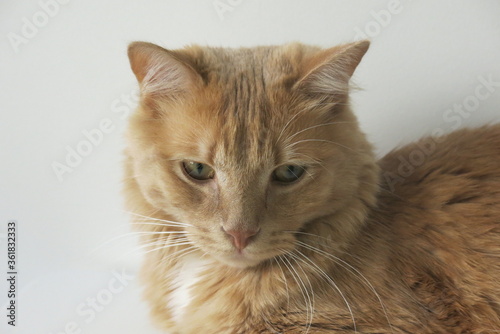 chat beige avec une tete toute ronde et des yeux verts photo