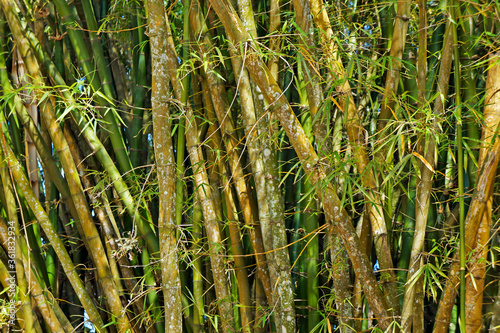 Bamboo forest in Rio