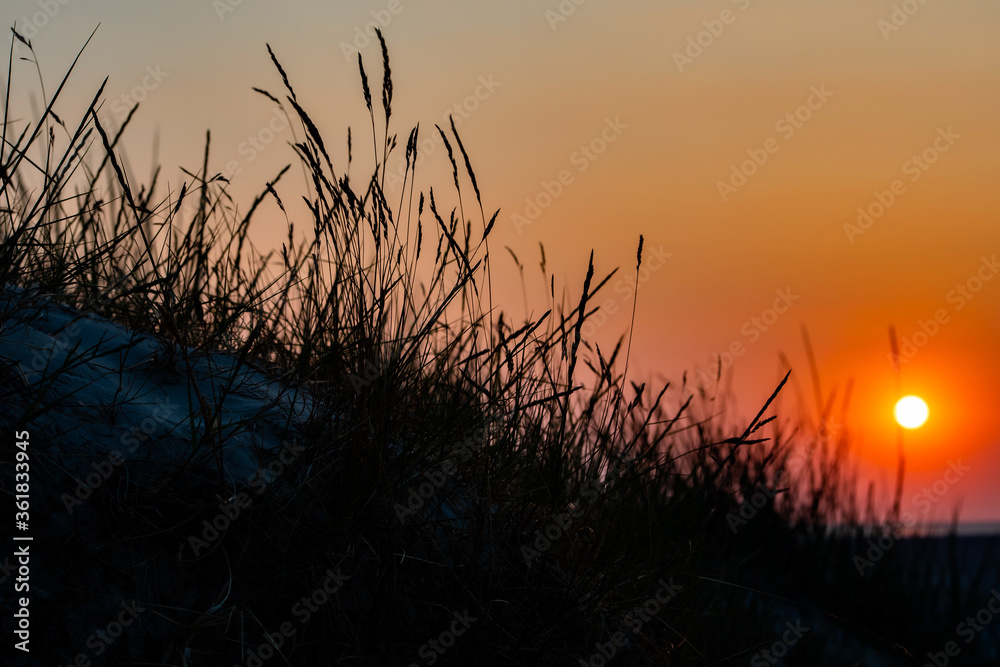 Sunset in St. Peter Ording with dune grasses