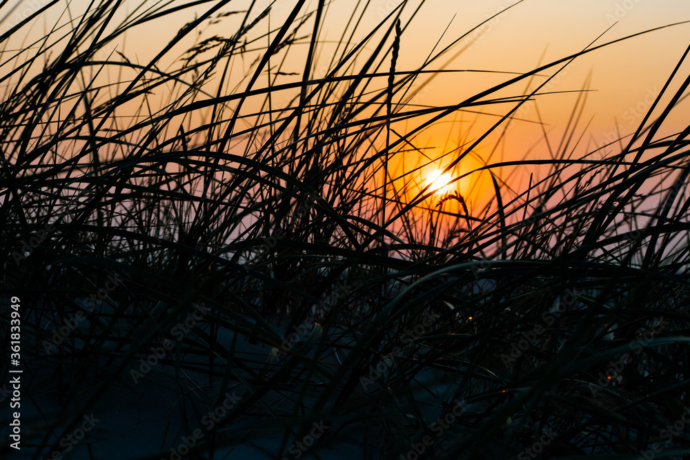 Fototapeta premium Sunset in St. Peter Ording with dune grasses