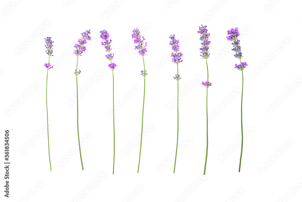 Fototapeta Lavender flowers pattern isolated on white background.