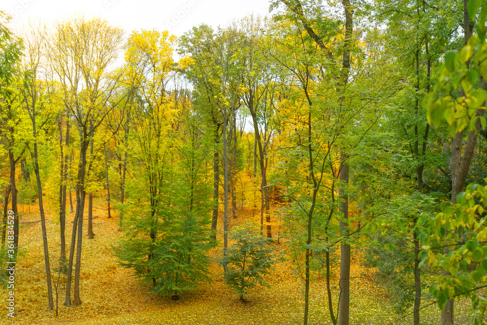 Fototapeta premium Autumn forest picturesque landscape with yellow trees, Sofievka park, Ukraine, Uman.