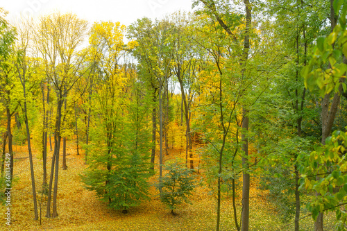 Autumn forest picturesque landscape with yellow trees, Sofievka park, Ukraine, Uman.