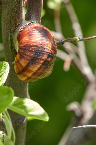 Adult grape snail on quince tree     