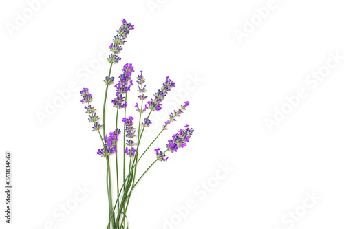 Lavender flowers isolated on white background.