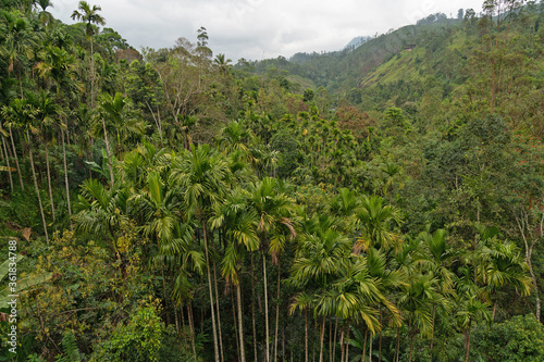 Sri Lanka, green jungle forest with tropical plants, Nuwara Eliya mountain region