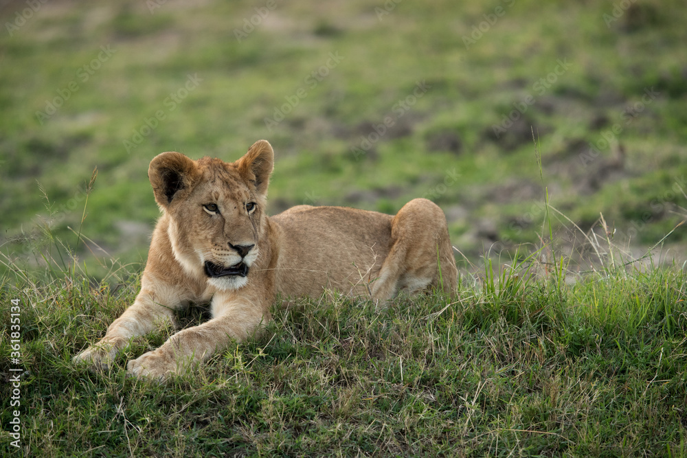 Portrait of a Lion cub, Masai Mara Portrait of a Lion cub, Masai Mara