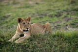 Portrait of a Lion cub, Masai Mara