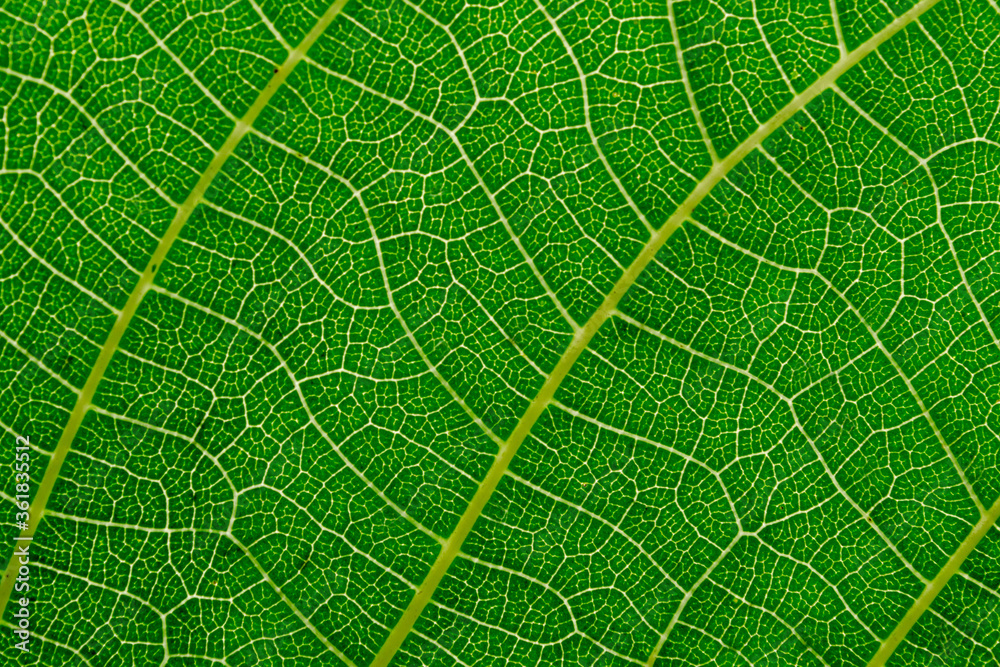 green plant texture, background, plant leaf, copy space green plant texture, background, plant leaf, copy space