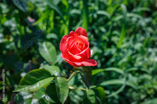 Delicate red rose bud on a blurred background. Shallow depth of field photo.