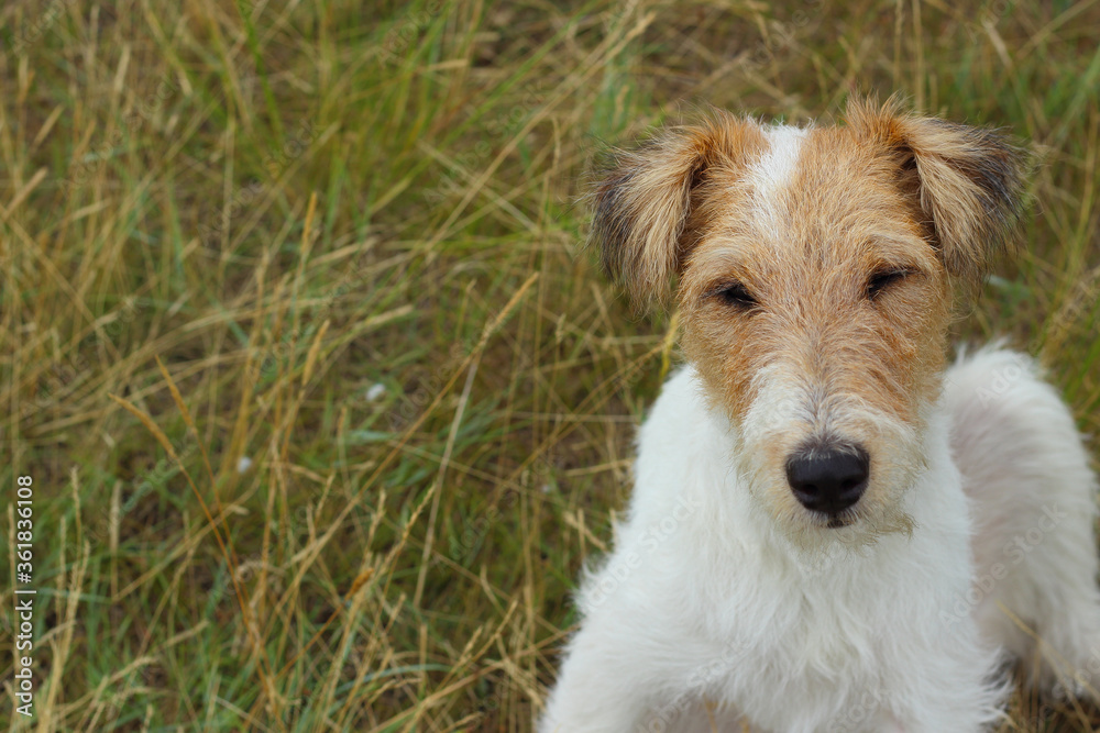 Portrait of Fox terrier dog