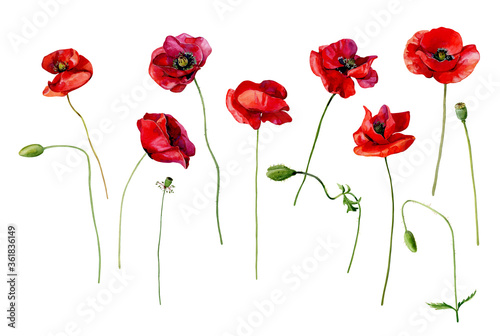 Set of watercolor scarlet poppies on a white background. 
