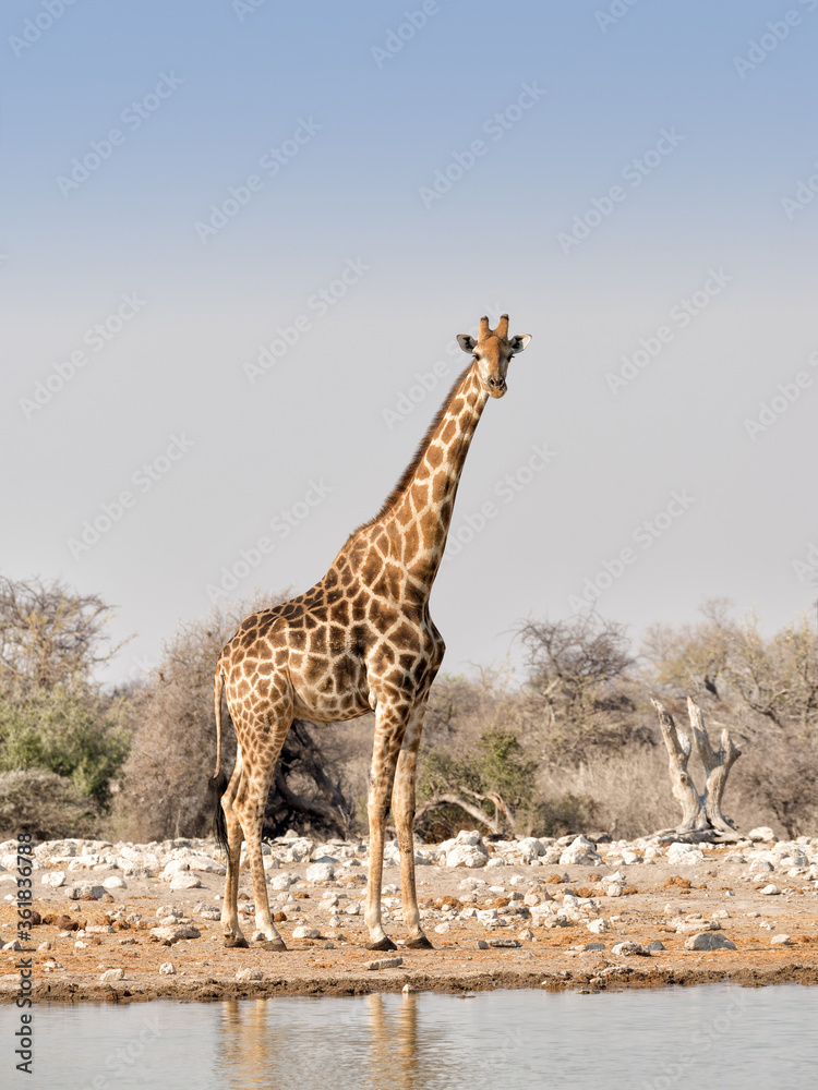 A lone Angolan / Namibian giraffe (Giraffa angolensis) at a waterhole in Etosha National Park, Namibia A lone Angolan / Namibian giraffe (Giraffa angolensis) at a waterhole in Etosha National Park, Namibia