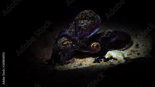 mating Southern Bobtail Squid at night Euprymna tasmanica 4k 25fps photo