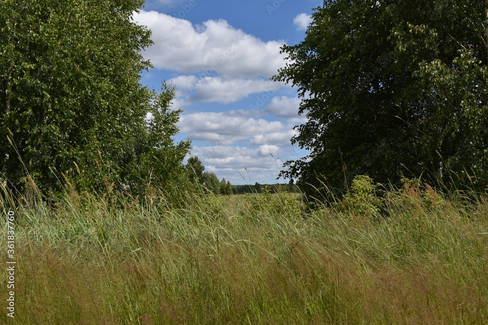 Obraz premium White clouds in the gap between the trees