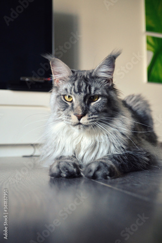 A magnificent maine coon silver. It is a large breed of cat with a beautiful fur. © jpr03