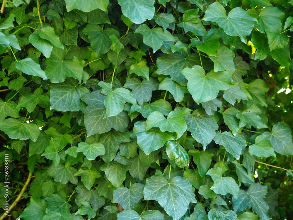 Hiedra trepadora y frondosa con hojas verdes. Hiedra trepadora y frondosa con hojas verdes.