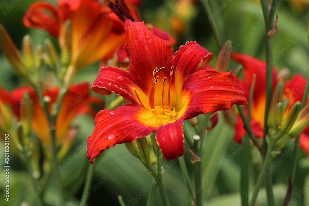 Full blooming of red lily in flower garden Full blooming of red lily in flower garden