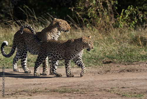 Leopard Koboso and her cub at Masai Mara  Kenya