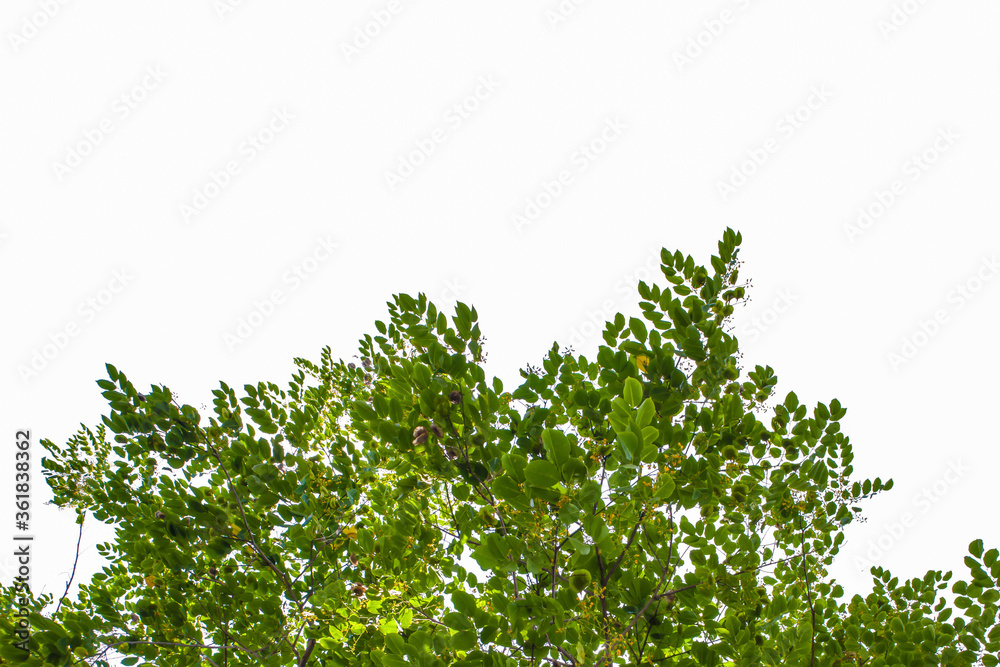 green grass isolated on white background green grass isolated on white background