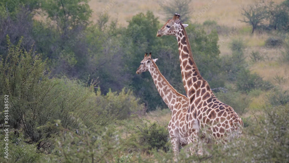 Fototapeta premium Two giraffe at the Pilanesberg National Park Game Reserve