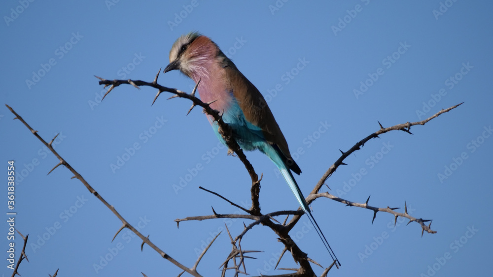Lilac-breasted roller on a branch looking down Lilac-breasted roller on a branch looking down