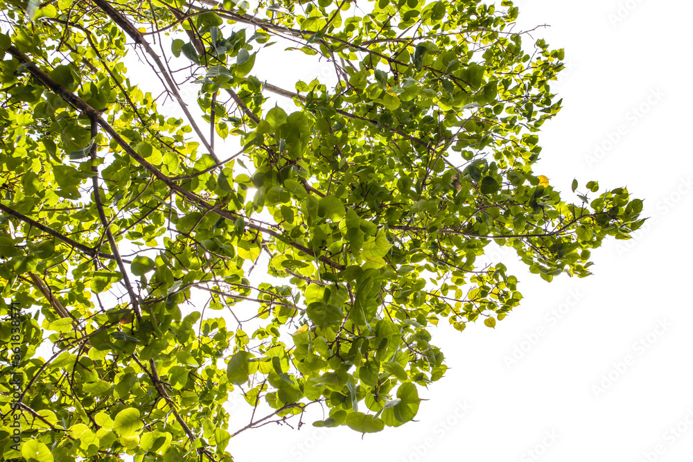 green leaves on a tree green leaves on a tree