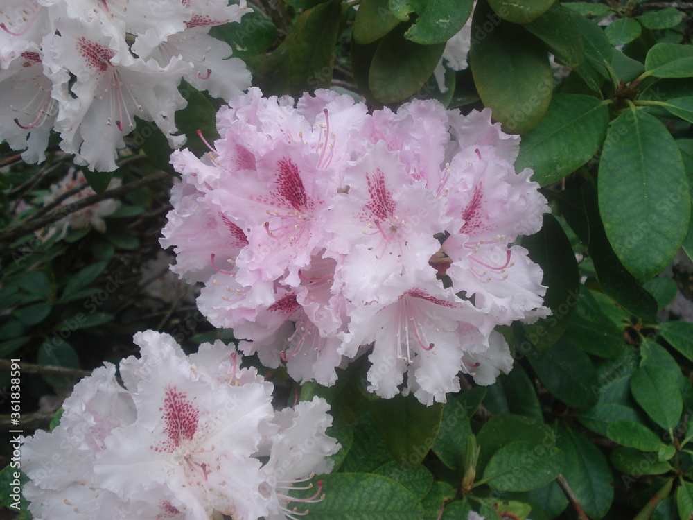 Prächtige blühende Blumen
