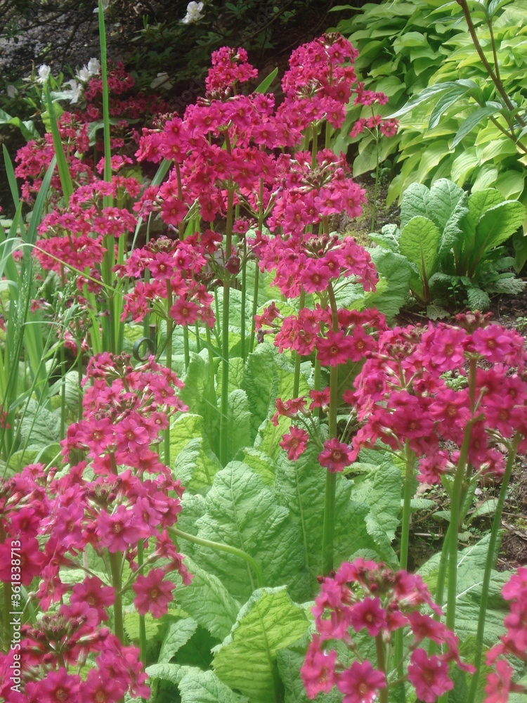 Prächtige blühende Blumen