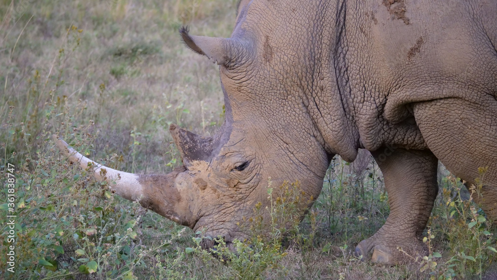 Close up from a white rhino eating grass Close up from a white rhino eating grass