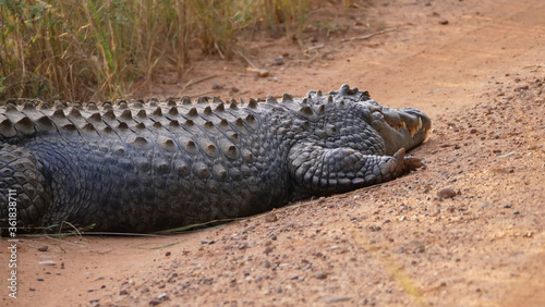 Nile crocodile laying on a dirt road