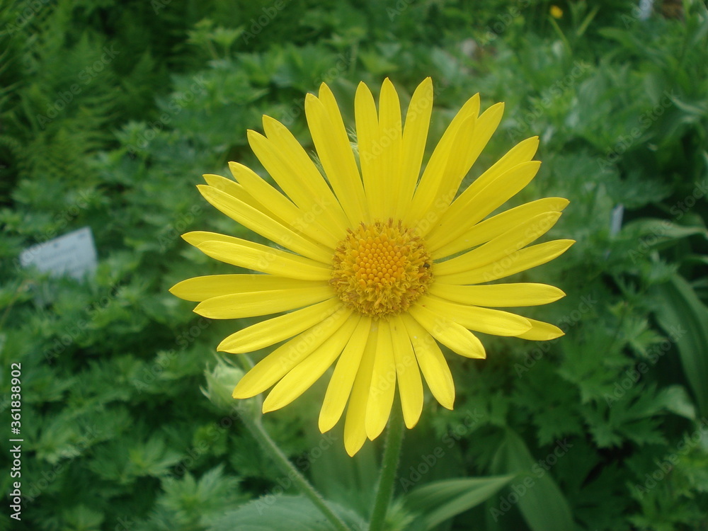 Prächtige blühende Blumen