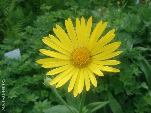 Obraz na płótnie Prächtige blühende Blumen w salonie